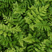 Hardy Fern Dryopteris wallichiana